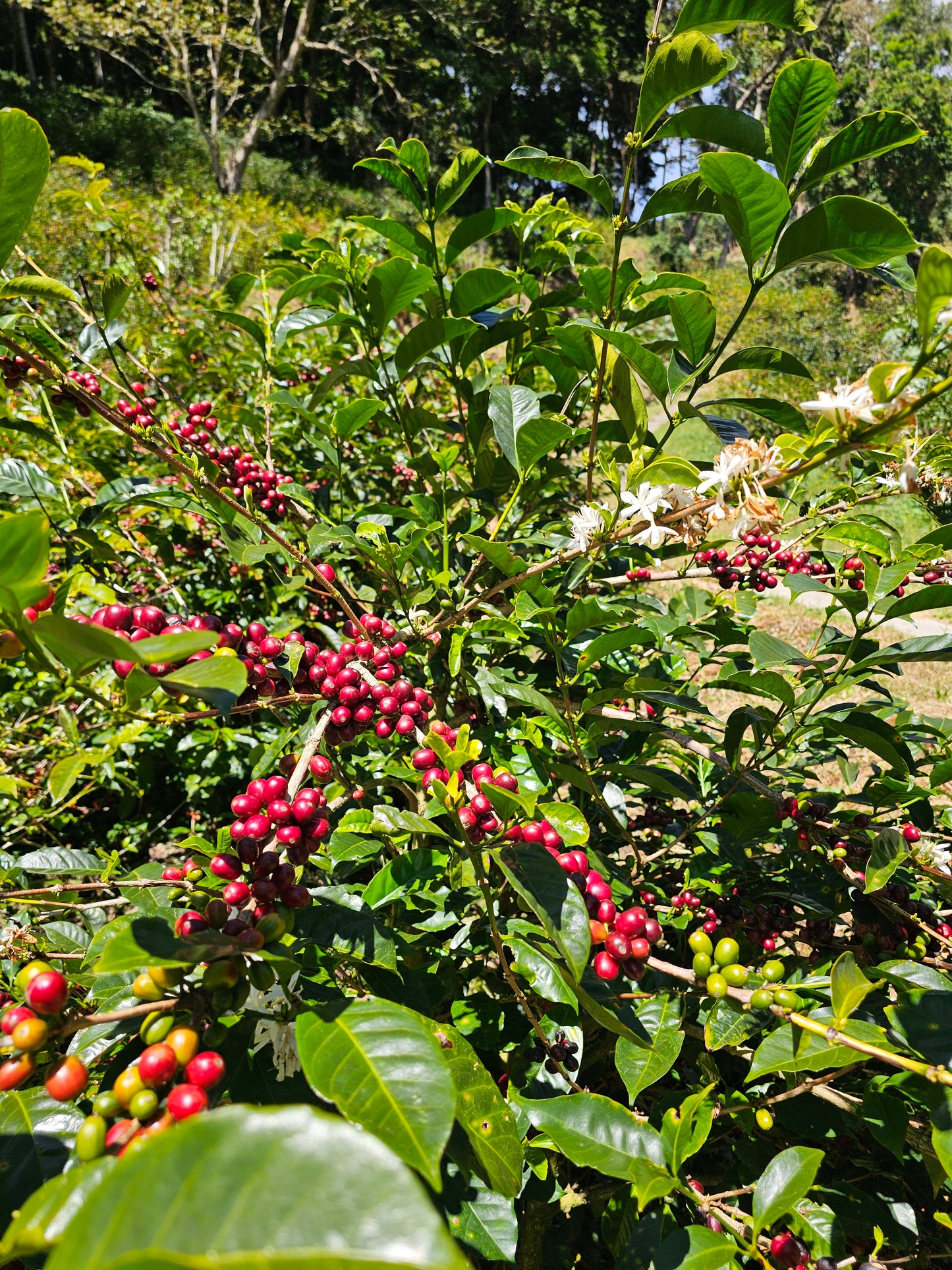 Elida Aguacate Geisha Washed DRD