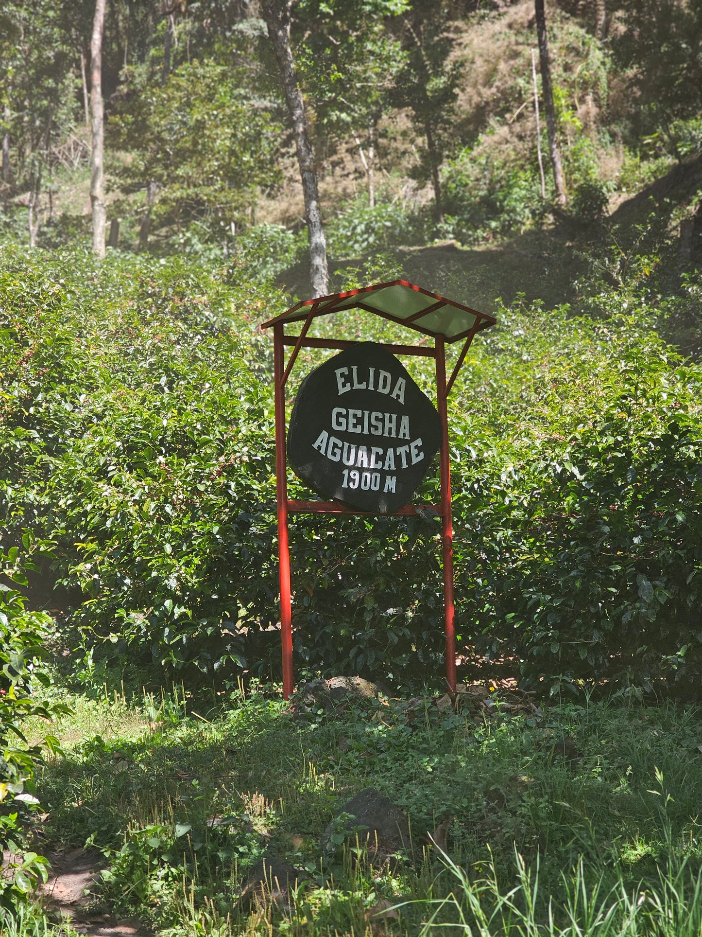 Elida Aguacate Geisha Washed DRD