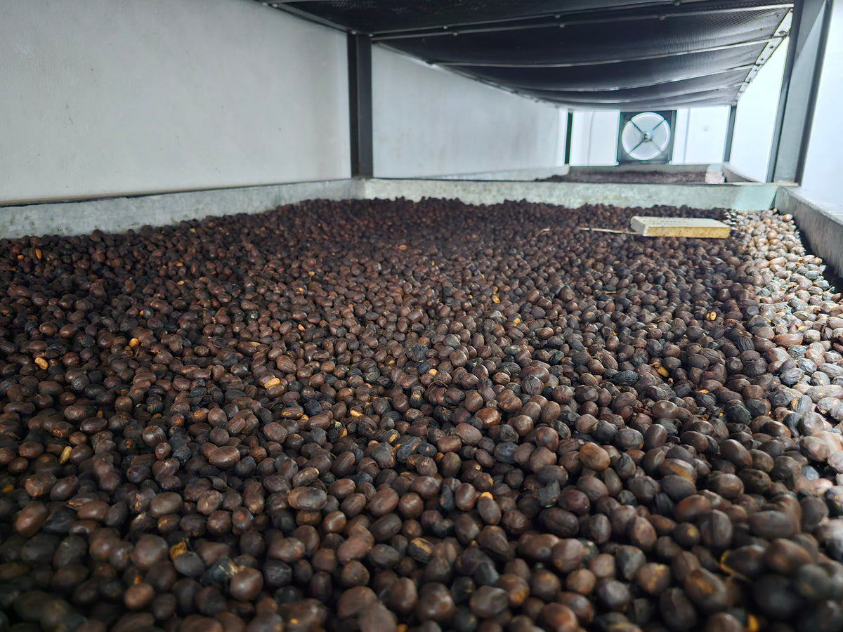 Altieri Pre-dry Natural Geisha DFM