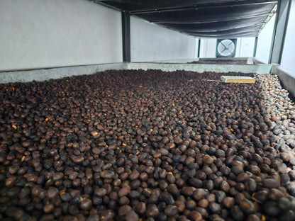 Altieri Pre-dry Natural Geisha DFM