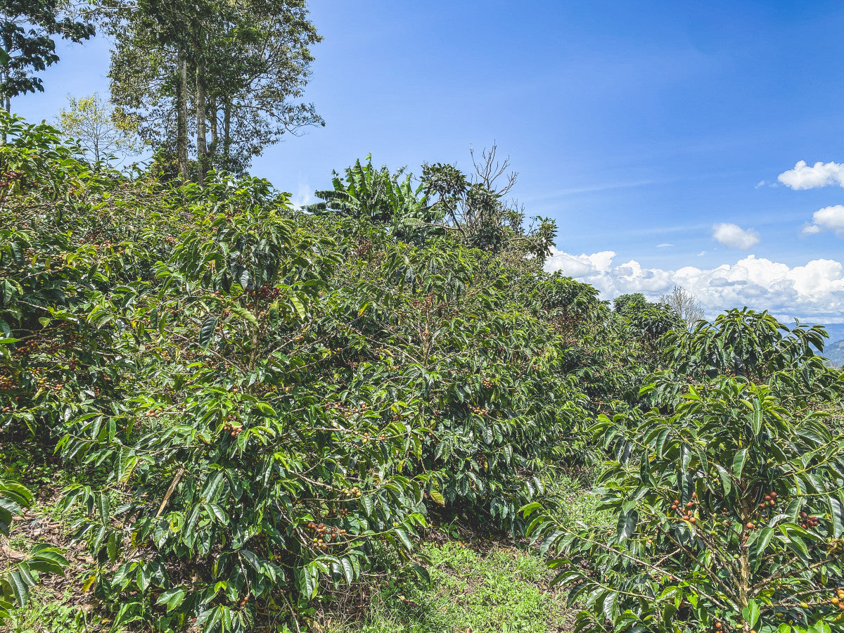 Coffee trees with ripe red cherries at Las Perlitas in Antioquia, Colombia