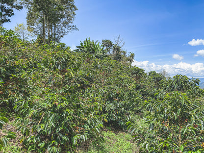 Coffee trees with ripe red cherries at Las Perlitas in Antioquia, Colombia