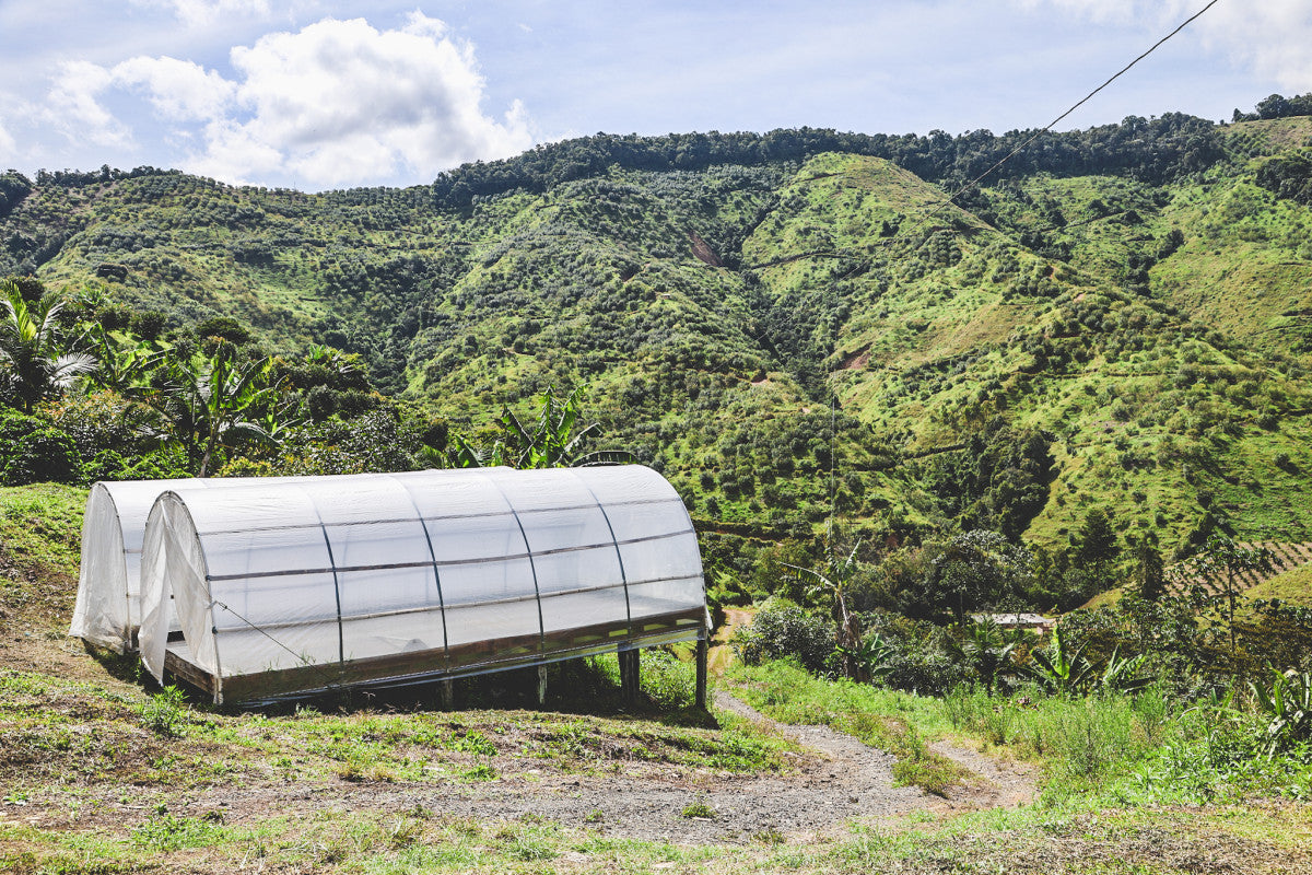 Coffee drying tunnel overlooking steep green coffee farms in Antioquia, Colombia
