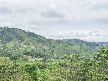 El Dragón Sugarcane Decaf