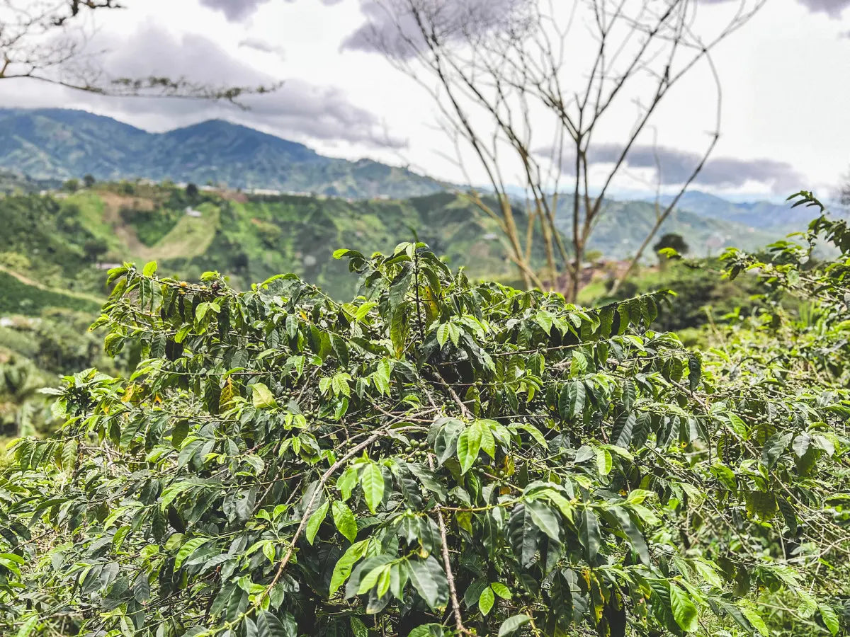 El Dragón Sugarcane Decaf